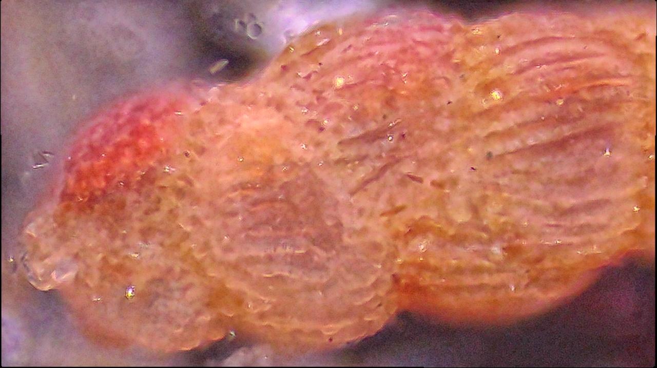 Viaggio nel microscopico mondo dei Foraminiferi